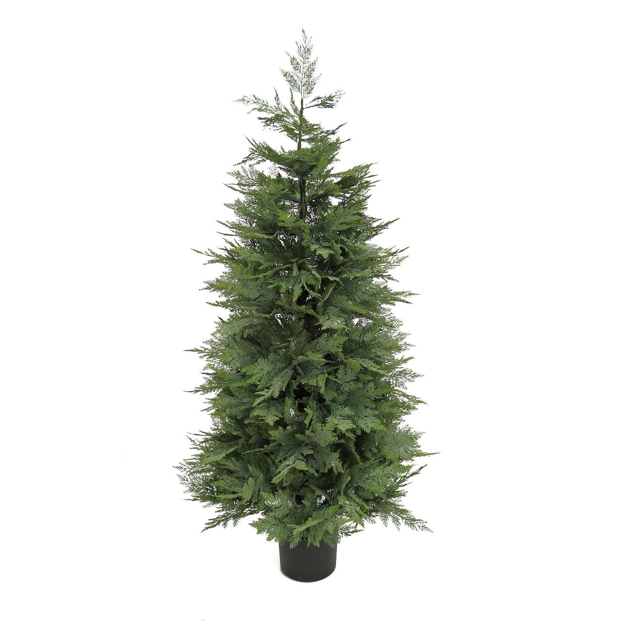5ft. Cypress Tree In Nursery Pot